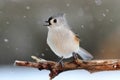Titmouse in Snow Royalty Free Stock Photo