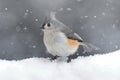 Titmouse in Snow Royalty Free Stock Photo