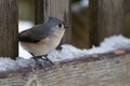 Titmouse on a Snowy Fence