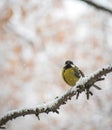 Titmouse on a snowy winter day