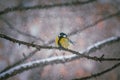 Titmouse on a snowy winter day