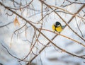 Titmouse on a snowy winter day