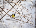 Titmouse on a snowy winter day