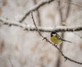 Titmouse on a snowy winter day