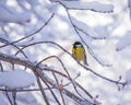 Titmouse on a snowy winter day