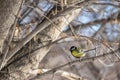 Titmouse on a snowy winter day