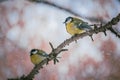 Titmouse on a snowy winter day