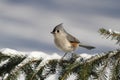 Titmouse On A Stump