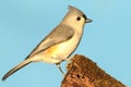 Titmouse On A Stump Royalty Free Stock Photo