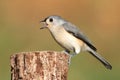 Titmouse On A Stump Royalty Free Stock Photo