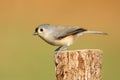 Titmouse On A Stump Royalty Free Stock Photo