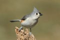 Titmouse On A Stump Royalty Free Stock Photo