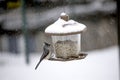 Titmouse on a feeder Royalty Free Stock Photo