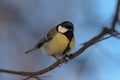 Titmouse on a tree branch