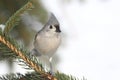 Titmouse in a Tree