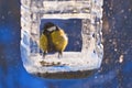 Titmouse in winter