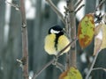 Titmouse on young apple tree