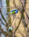 Titmouses eating buds on tree branches