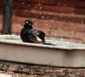 Titodi bird bathing in a tub of water