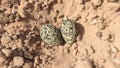 Two eggs of Red Wattled Lapwing in the field