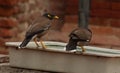 Titodi bird is sitting on the tub - looking for water to drink