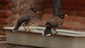 Titodi bird is sitting on the tub - looking for water to drink