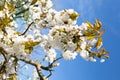 Titrcherry blossom branches in spring Royalty Free Stock Photo