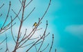 Tits of bright color on branches in winter