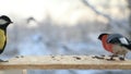 Tits cleverly take seeds from bullfinches in winter closeup. Slow motion video