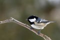 Tits (Cyanistes caeruleus)