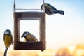 Tits eat sunflower seeds from handmade feeder. Winter feeding of garden birds Royalty Free Stock Photo