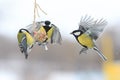 Tits in the winter to fly and sit on the feeder Royalty Free Stock Photo