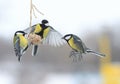 Tits in the winter to fly and sit on the feeder Royalty Free Stock Photo