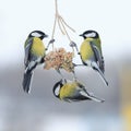 Tits in the winter to fly and sit on the feeder