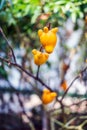 Titty fruit on tree in garden or solanum mammosum or the apple o