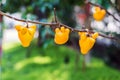 Titty fruit on tree in garden or solanum mammosum or the apple o