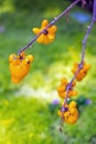 Titty fruit on tree in garden or solanum mammosum or the apple o