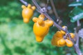 Titty fruit on tree in garden or solanum mammosum or the apple o