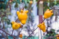 Titty fruit on tree in garden or solanum mammosum or the apple o