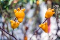 Titty fruit on tree in garden or solanum mammosum or the apple o