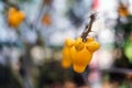 Titty fruit on tree in garden or solanum mammosum or the apple o