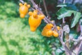 Titty fruit on tree in garden or solanum mammosum or the apple o