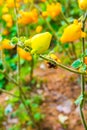 Titty or nipple fruit on plant