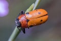 Tituboea sexmaculata beetle posed on a green twig under the sun