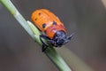 Tituboea sexmaculata beetle posed on a green twig under the sun