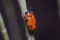 Tituboea sexmaculata beetle posed on a green twig under the sun