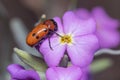 Tituboea sexmaculata beetle posed on a purple flower under the sun