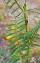 Tituboea sexmaculata beetle on snapdragon plant