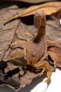 Titus genus scorpion over dried leaves