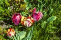 Multi-colored with large heads beautifully fading,spring tulips in the garden among other plants